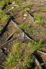 tree roots and grass clump in a forest