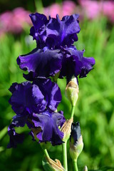 Dark blue iris flower 