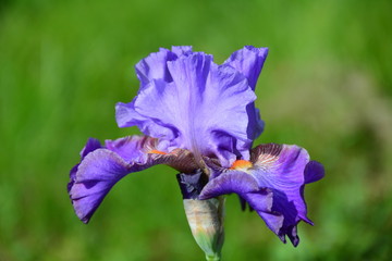 Violet sunny iris flower in the garden 
