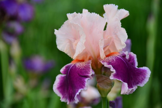 Portrait of bright iris flower 
