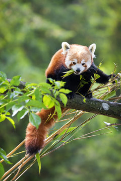 Fototapeta Red panda eating bamboo shoots