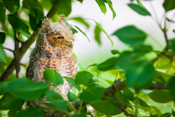 Screech Owl Looking Away