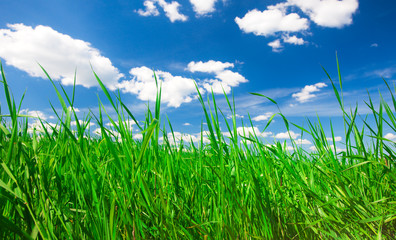 Fototapeta premium green summer grass and sky