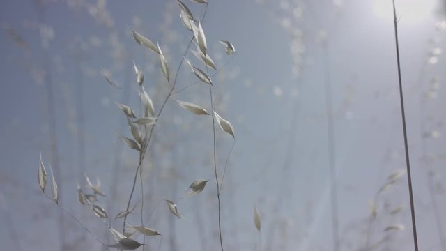 Dry grass moved by the wind