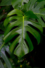 Fototapeta na wymiar Leaf of a tropical plant monsters