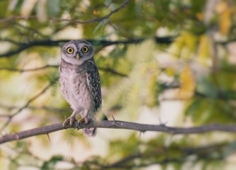 Spotted Owlet