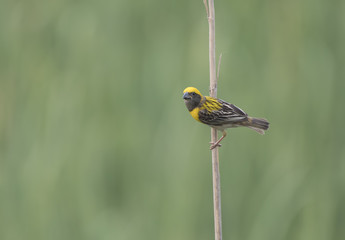 Baya Weaver