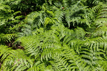Texture of ferns
