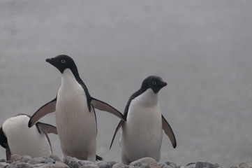 Adelie Penguins on Paulet Island