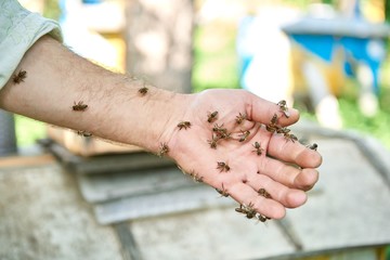 Cropped shot of a hand of a beekeeper with honey bees on it beekeeping farming profession concept.