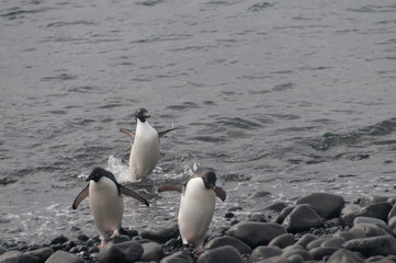 Adelie Penguins on Paulet Island