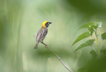Baya Weaver