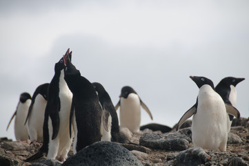 Obraz premium Adelie Penguins on Paulet Island