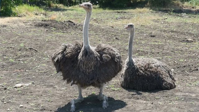 Two Common ostrich (Struthio camelus)
