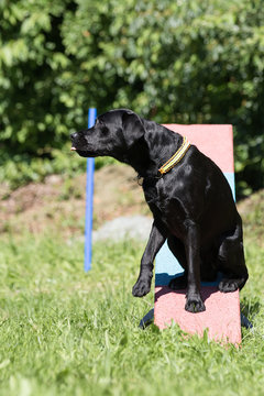 Labrador Hund hat Spa&szlig;