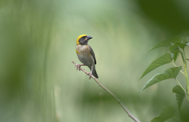 Baya Weaver