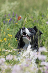 Border Collie Hund in einer Blumenwiese