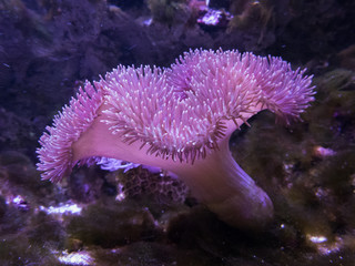 coral in a reef