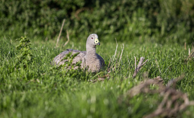 Wild goose resting in the grass on phillip island Australia
