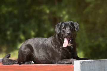 Labrador Mischling hat Spaß