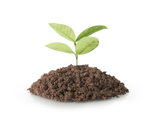green plant tree growing