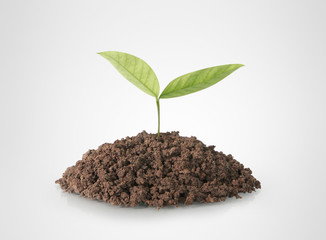 green plant tree growing