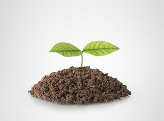 green plant tree growing