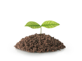 green plant tree growing