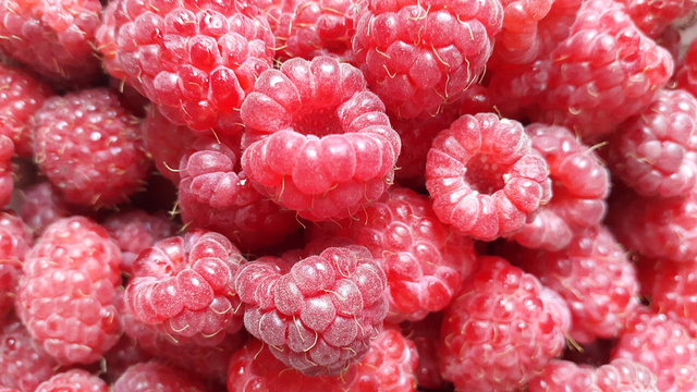 red sweet berries - fresh raspberry