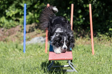 Border Collie beim Agility