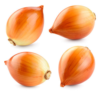 Onion bulb isolated. Onion on white background. With clipping path. Full depth of field. Collection.