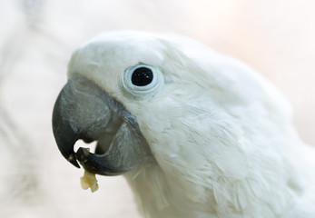 Portrait of a white parrot