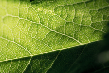 Close-up of a green leaf with veins