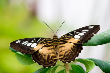 Beautiful butterfly on a branch