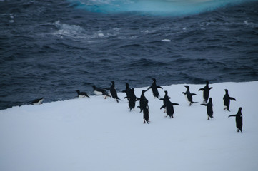 Adelie Penguins on an ice shelf in the Weddell Sea