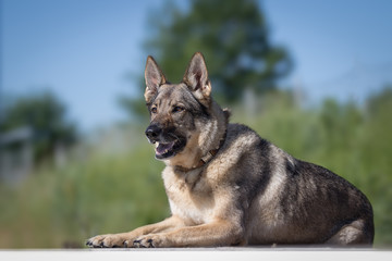 Deutscher Schäferhund beim Spielen