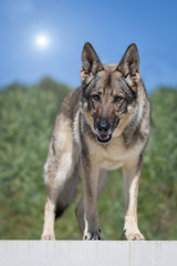 Deutscher Schäferhund beim Spielen