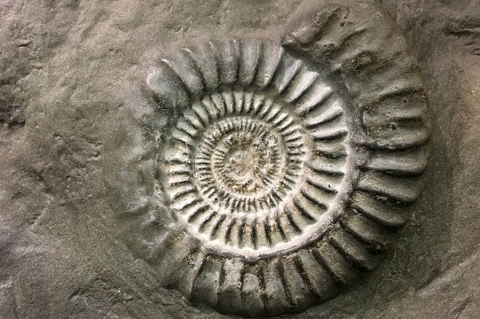Spiral fossil rock surface