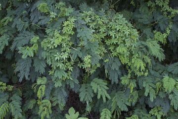 熱帯植物