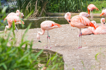 Pink flamingos in the park