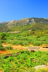 Island Hvar in Croatia, vineyard landscape, Pitve village in background