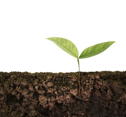 green plant tree growing