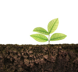 green plant tree growing