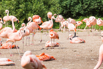 Group of Pink flamingos