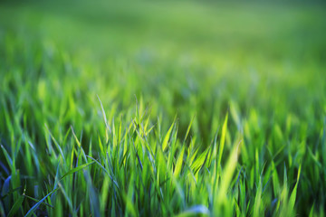 Green grass close