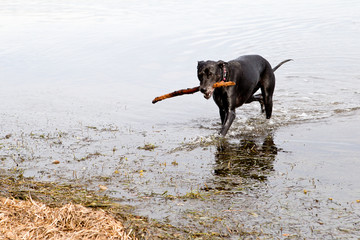 Black dog retrieving stick in water