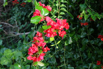 red bougainvillaea
