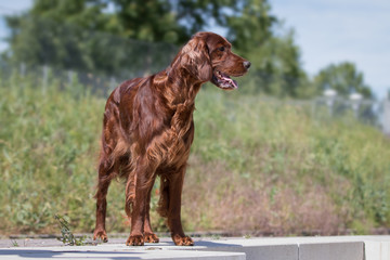 Irish Setter Hund beim Spaziergang