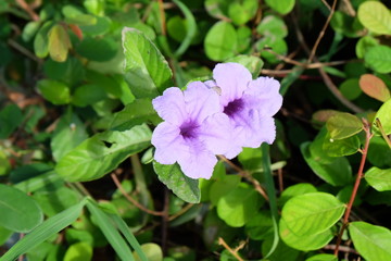 minnieroot flower