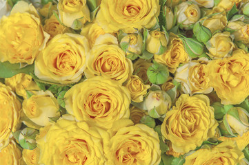 Natural yellow roses beauty blooming bouquet decoration background